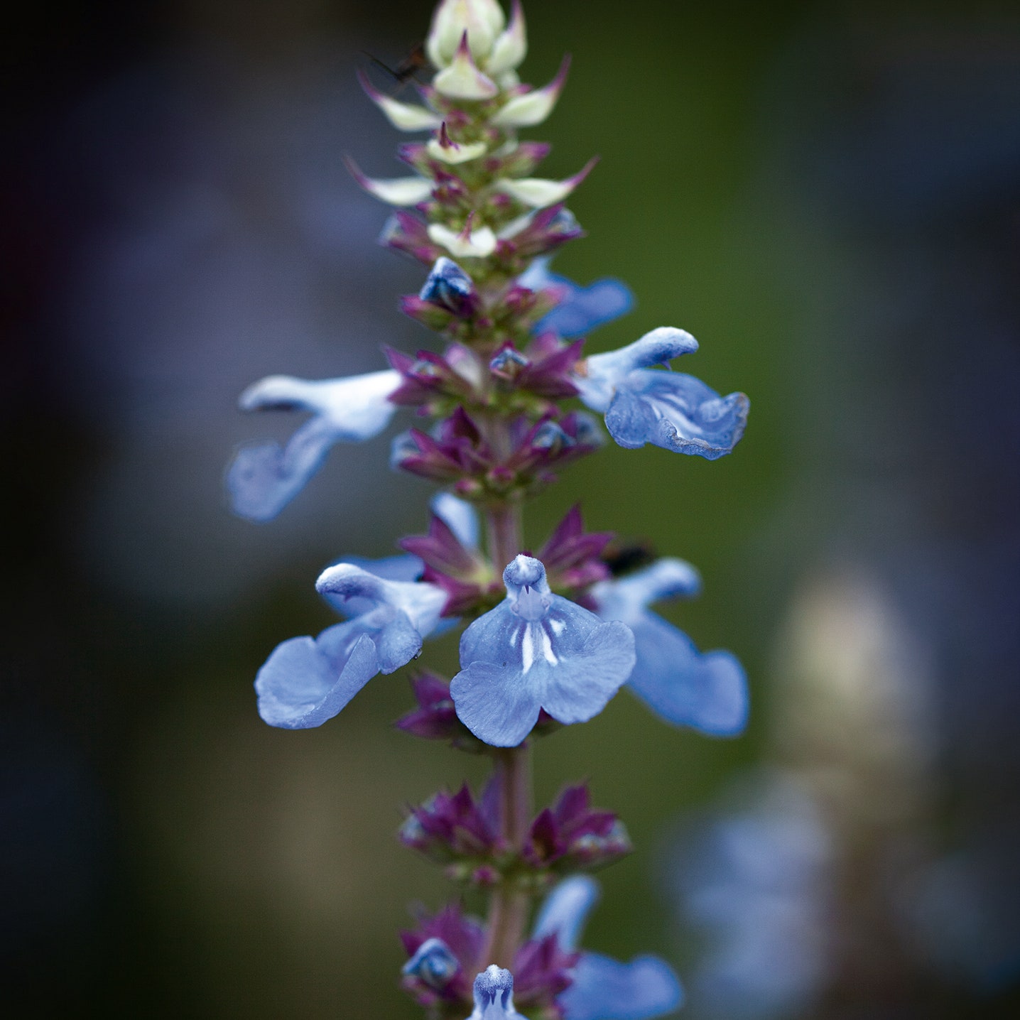 Why you should be growing vibrant, colourful salvias
